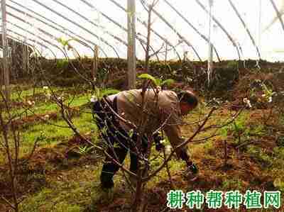 大棚桃树花期温度管理(温室大棚桃树管理技术)